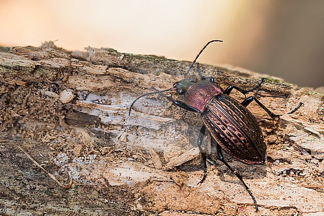 Carabus cancellatus - Körnerwarze, Germany (Baden-Württemberg), imago, female stock-image by Agami/Ralph Martin,
