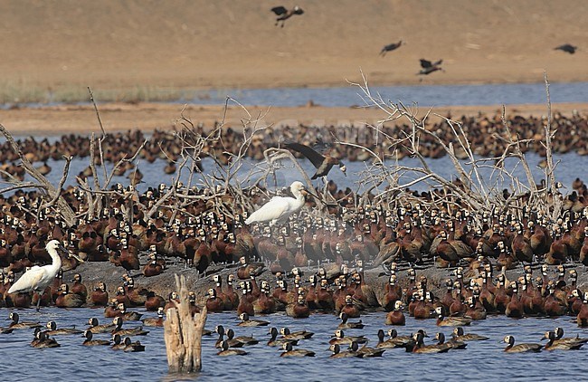 Two Eurasian Spoonbill’s (Platalea leucorodia), surrounded by White-faced Whistling Ducks in Djoudj National Park in Senegal. stock-image by Agami/Jacques van der Neut,