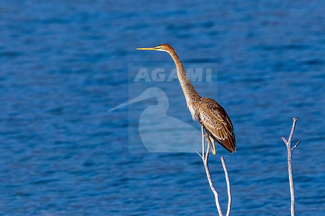 Immature Bourne's Heron in Barragem de Poilao, Santiago, Cape Verde. stock-image by Agami/Vincent Legrand,