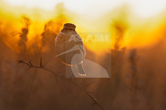 European Stonechat (Saxicola rubicola) in Italy. stock-image by Agami/Daniele Occhiato,