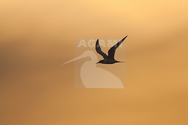 Grote Stern tegen avondlucht; Sandwich tern against evening sky stock-image by Agami/Menno van Duijn,