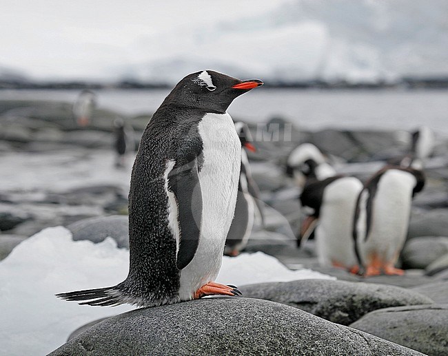 Gentoo Penguin (Pygoscelis papua) sitting on a rock with other penguins in the background. stock-image by Agami/Pete Morris,