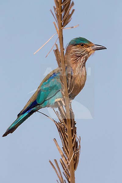 Indian Roller (Coracias benghalensis), Standing on a post, Qurayyat, Muscat Governorate, Oman stock-image by Agami/Saverio Gatto,