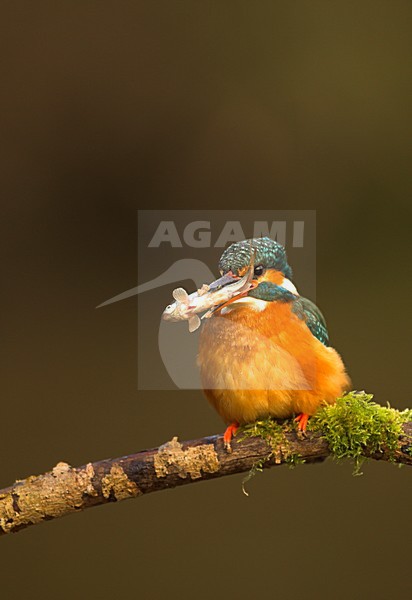 IJsvogel zittend op tak met visje, Common Kingfisher perched on a branch with small fish stock-image by Agami/Danny Green,