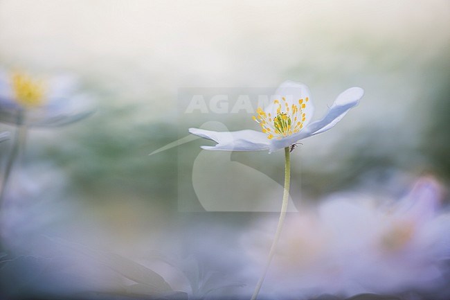 Close-up of Wood anemone flowers stock-image by Agami/Wil Leurs,