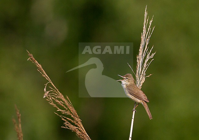 Adult male Blyth's Reed Warbler (Acrocephalus dumetorum) at Voorburg in the Netherlands. Rare spring vagrant. stock-image by Agami/Menno van Duijn,