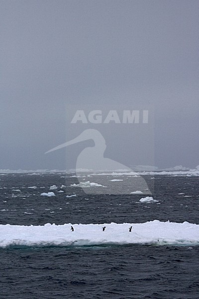 Adelie Penguin in the snow; Adelie Pinguin in de sneeuw stock-image by Agami/Marc Guyt,