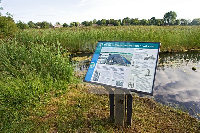 Weerribben, Netherlands stock-image by Agami/Marc Guyt,