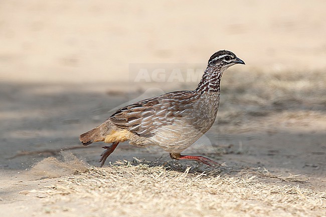 running crested francolin (Ortygornis sephaena) found at Bishangari in Ethiopia stock-image by Agami/Mathias Putze,