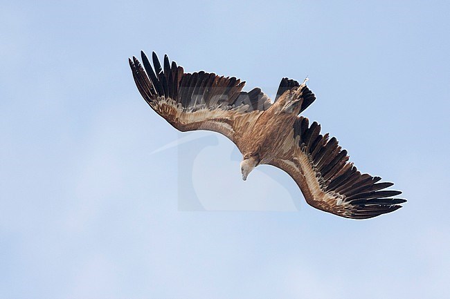 Eurasian Griffon Vulture - Gänsegeier - Gyps fulvus ssp. fulvus, Spain, 4th cy stock-image by Agami/Ralph Martin,