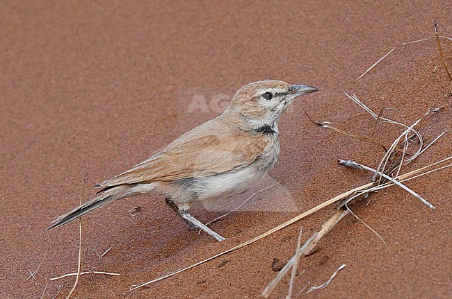 Dune Lark (Calendulauda erythrochlamys) at Sossusvlei in Namibia. Standing on red colored desert sand dune hill. stock-image by Agami/Laurens Steijn,