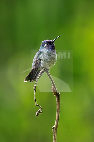 Violet-headed Hummingbird (Klais guimeti) male perched on a thin twig with plain background stock-image by Agami/Andy & Gill Swash ,