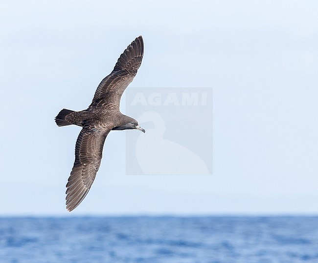 Flesh-footed Shearwater (Ardenna carneipes) at the pacific ocean off New Zealand. stock-image by Agami/Marc Guyt,