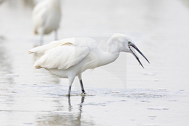  stock-image by Agami/Menno van Duijn,