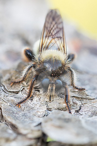 Laphria flava - Bumblebee Robberfly - Gelbe Raubfliege, Switzerland (Graubuenden), imago, female stock-image by Agami/Ralph Martin,