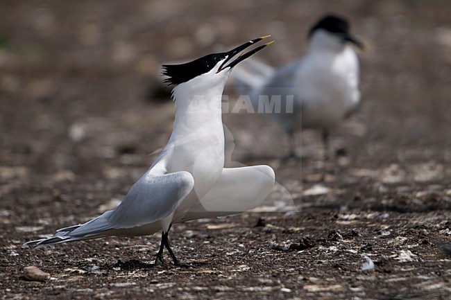 Grote stern in zit; Sandwich Tern perched stock-image by Agami/Han Bouwmeester,