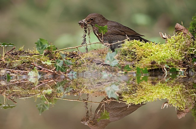 Merel vrouwtje met nestmateriaal; European Blackbird female with nesting material stock-image by Agami/Han Bouwmeester,