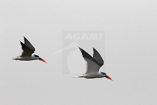 Adult Indian Skimmers (Rynchops albicollis) flying over the clean Chambal river in India. stock-image by Agami/Josh Jones,
