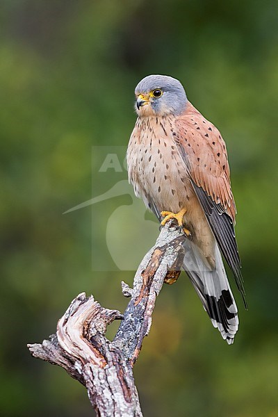 Common Kestrel (Falco tinnunculus), adult male perched on a dead branch, Campania, Italy stock-image by Agami/Saverio Gatto,