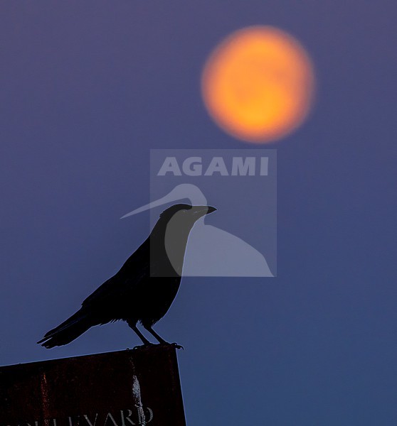 Carrion Crow (Corvus corone) at Katwijk, Netherlands. At dusk with the moon in the background. stock-image by Agami/Marc Guyt,