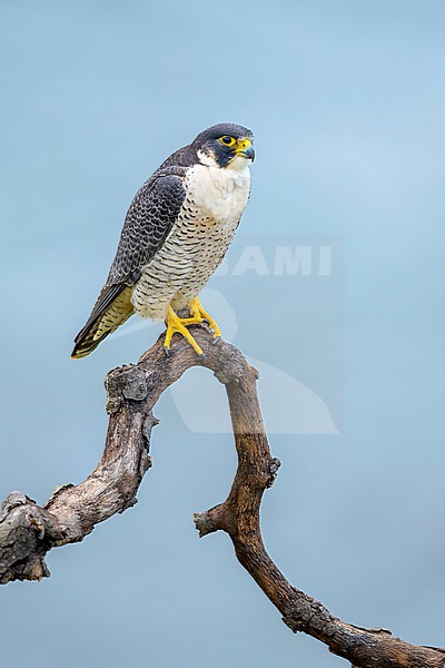 Adult American Peregrine Falcon, Falco peregrinus anatum, perched
Los Angeles Co., CA, USA stock-image by Agami/Brian E Small,