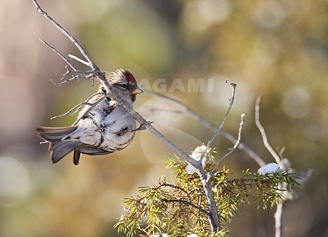 Mealy Redpoll perched on branch; Grote Barmsijs zittend op tak stock-image by Agami/Roy de Haas,