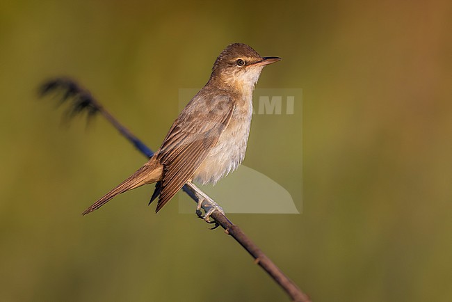 Great Reed Warbler, Acrocephalus arundinaceus, in Italy. stock-image by Agami/Daniele Occhiato,