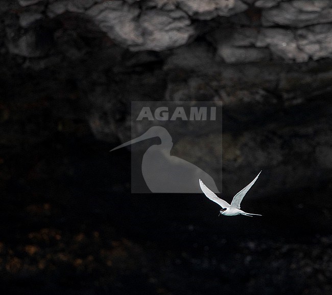 White-fronted Tern (Sterna striata striata) in New Zealand. Flying in front of coastal cliffs at Akaroa peninsula. stock-image by Agami/Marc Guyt,