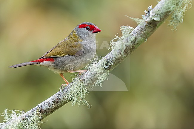 Red-browed Finch (Neochmia temporalis) perched on a branch in eastern Australia. stock-image by Agami/Glenn Bartley,