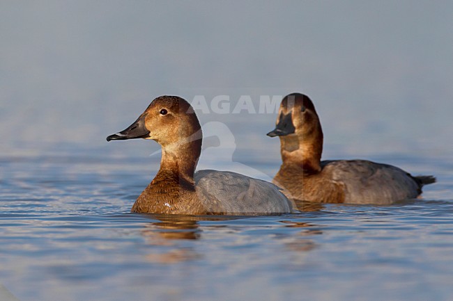 Vrouwtje Tafeleend; Female Common Pochard stock-image by Agami/Daniele Occhiato,