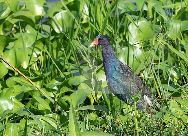 Purple Gallinule (Porphyrio martinicus) in the marsh stock-image by Agami/Roy de Haas,