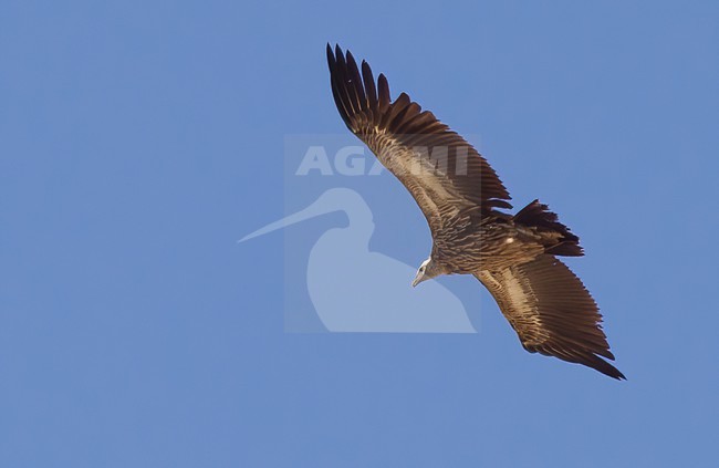 Himalayan Vulture (Gyps himalayensis) - Charyn Caynon - Kazachstan stock-image by Agami/Eduard Sangster,