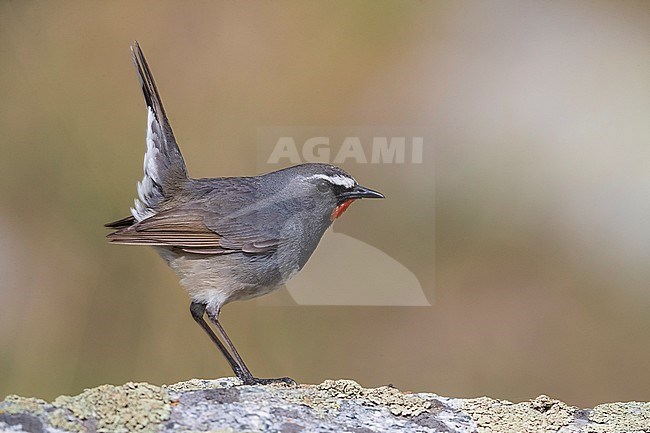Stunning male Himalayan Rubythroat (Calliope pectoralis ballioni) perched on top of a rock in the high mountains of Kazakhstan. Also known as White-tailed Rubythroat. stock-image by Agami/Daniele Occhiato,