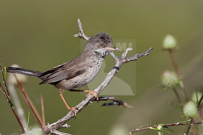 Vrouwtje Cyprusgrasmus, Famale Cyprus Warbler stock-image by Agami/Ralph Martin,