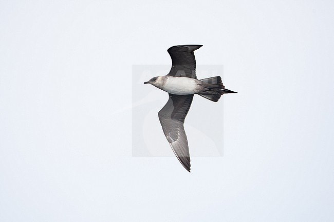 adult parasitic jaeger or arctic skua (Stercorarius parasiticus) of the pale morph in flight during migration, found offshore at the German Beight / North Sea stock-image by Agami/Mathias Putze,