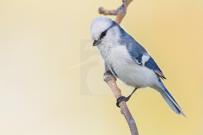 Azure Tit - Lasurmeise - Cyanistes cyanus ssp. koktalensis, Kazakhstan, adult male stock-image by Agami/Ralph Martin,