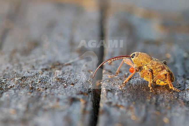 Curculio glandium - Acorn weevil - Gewöhnlicher Eichelbohrer, Germany (Baden-Württemberg), imago stock-image by Agami/Ralph Martin,