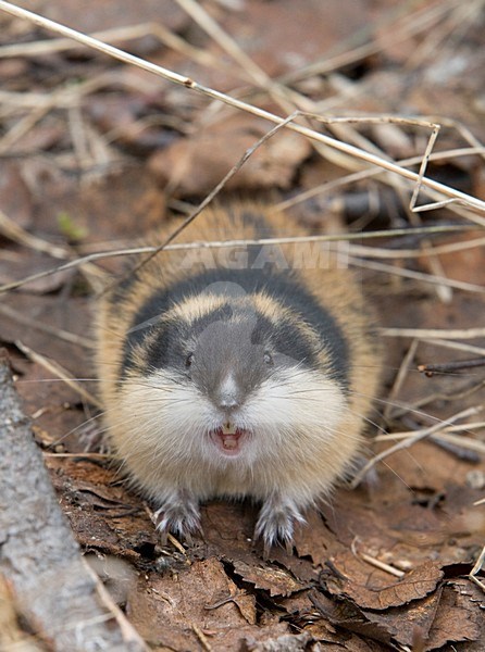 Berglemming; Norway Lemming stock-image by Agami/Jari Peltomäki,