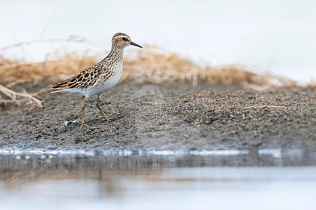 Long-toed Stint - Langzehen-Strandläufer - Calidris subminuta, Russia, adult stock-image by Agami/Ralph Martin,