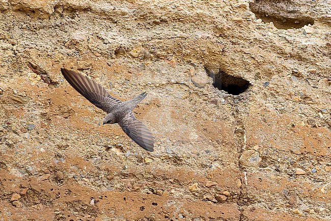 Pallid Swift (Apus pallidus) flying close to its nest hole in an old wall in urban Guadix, Spain stock-image by Agami/Tomas Grim,