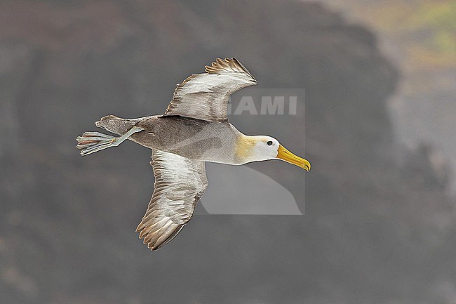 Adult Waved Albatross (Phoebastria irrorata) on the Galapagos Islands, part of the Republic of Ecuador. stock-image by Agami/Pete Morris,