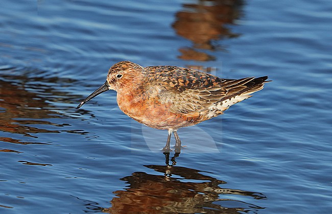 Adult Curlew Sandpiper (Calidris ferruginea) in summer plumage at Hyères in France. stock-image by Agami/Aurélien Audevard,