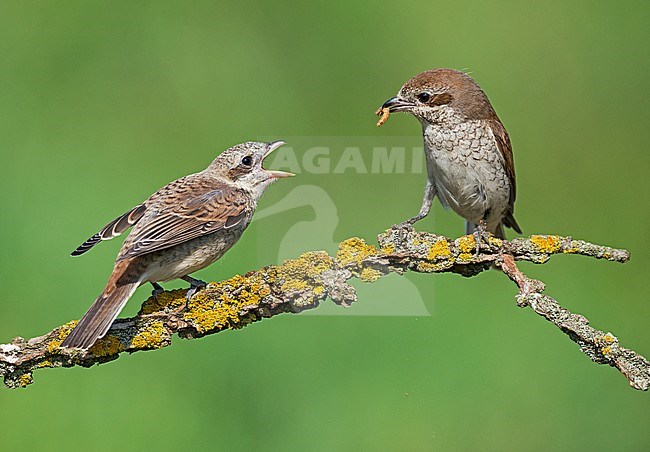 Female Red-backed Shrike (Lanius collurio) feeding her young. stock-image by Agami/Alain Ghignone,