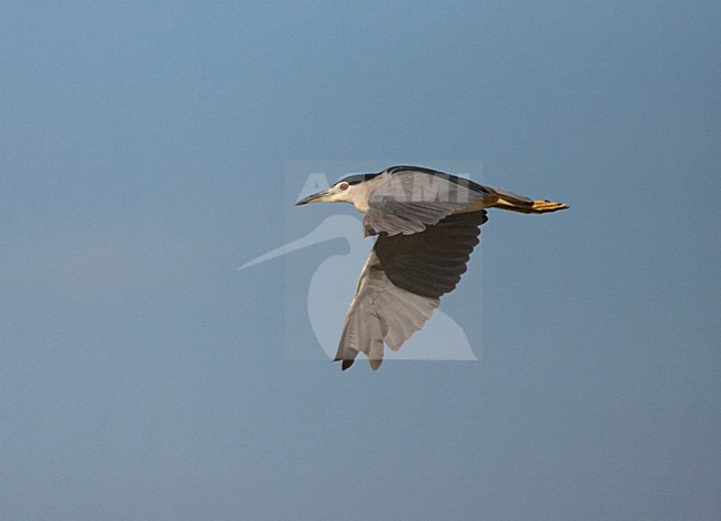 Black-crowned Night Heron adult flying; Kwak volwassen vliegend stock-image by Agami/Marc Guyt,
