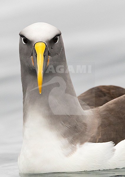 Adult Northern Buller's Albatross (Thalassarche bulleri platei) swimming on smooth ocean surface in subantarctic New Zealand. stock-image by Agami/Marc Guyt,