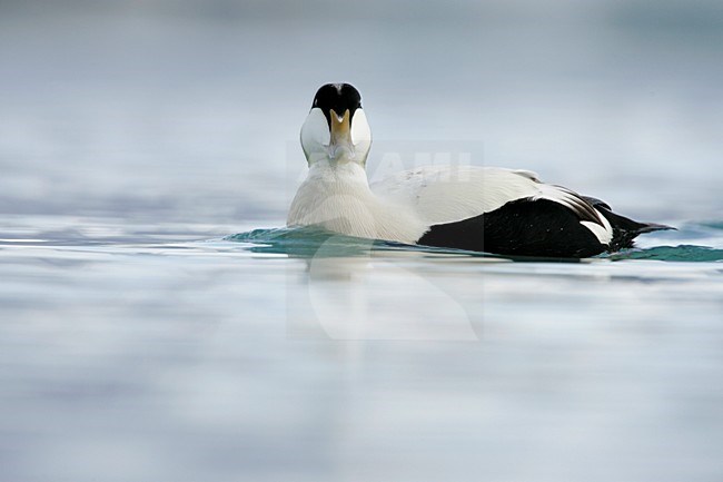 Zwemmend mannetje Eider; Swimming male Common Eider stock-image by Agami/Menno van Duijn,