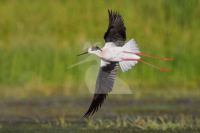 Black-winged Stilt (Himantopus himantopus), adult in flight, Campania, Italy stock-image by Agami/Saverio Gatto,