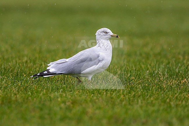 Adult winter Ring-billed Gull (Larus delawarensis) walking in the grass in Nimmo's Pier, Galway, Ireland. stock-image by Agami/Vincent Legrand,