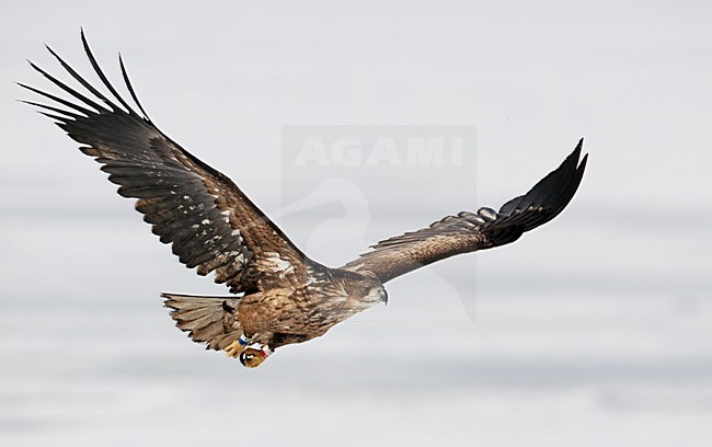 Zeearend onvolwassen vliegend; White-tailed Eagle immature flying stock-image by Agami/Markus Varesvuo,