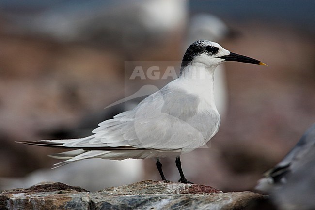 Adulte Grote stern, Adult Sandwich Tern stock-image by Agami/Wil Leurs,
